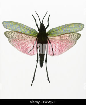 Rainbow Milkweed Locust (Phymateus saxosus) Heuschrecke mit weißem Hintergrund. Stockfoto