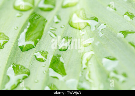 Makro / close-up von Wassertropfen auf einem frischen Grün Blatt nach dem Regen. Stockfoto