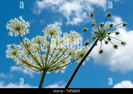 Scharfkraut oder Kuh Pastinaken (Heracleum sphondylium), ein britischer Native umbellifer Anlage - von unten nach oben in den blauen Himmel gesehen Stockfoto