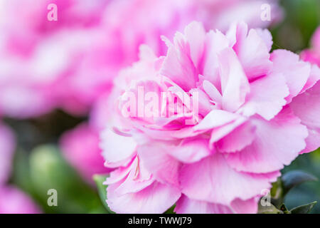 Nahaufnahme einer Blüte Dianthus/Rosa/Nelke Blume Stockfoto