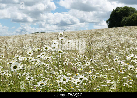 Wildflower meadow mit blühenden Margeriten (Leucanthemum vulgare) abgedeckt. Sommer Landschaft bei Barton Creek Nature Reserve, Hampshire UK Stockfoto