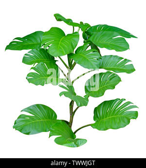 Monstera Blätter Blätter mit Isolieren auf weißem Hintergrund bleibt auf Weiß Stockfoto