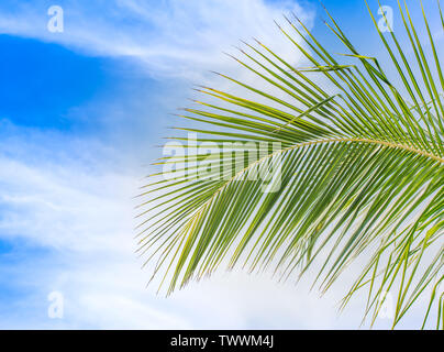 Palm Leaf gegen den blauen Himmel. Sommer Hintergrund. Stockfoto