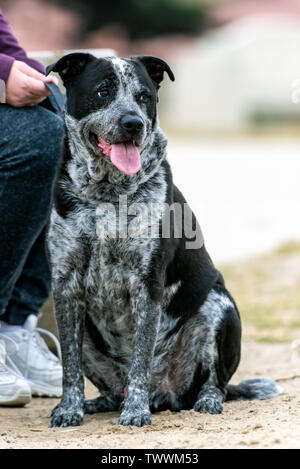 Gemischte Rasse Pitbull Hund wartet geduldig mit großer Loyalität neben dem Meister Seite in sitzender Position. Stockfoto