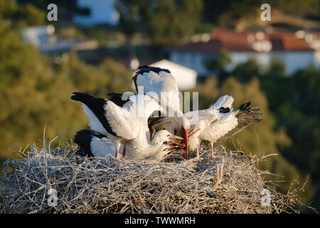 Weißstorch (Ciconia ciconia) Ernährung drei Küken. Valencia de Alcantara. Der Extremadura. Spanien. Stockfoto