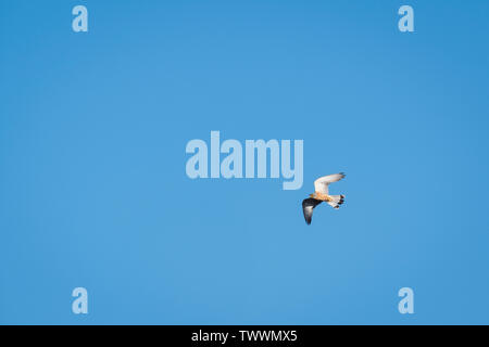 Weniger Turmfalke (Falco naumanni) männlichen Erwachsenen im Flug. Der Extremadura. Spanien. Stockfoto