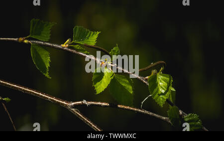 Nahaufnahme der junge Frühling Blätter der Birke auf dunklem Hintergrund Stockfoto