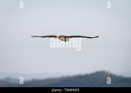 Bonelli's Eagle (Aquila fasciata) männlichen Erwachsenen im Flug. Der Extremadura. Spanien. Stockfoto