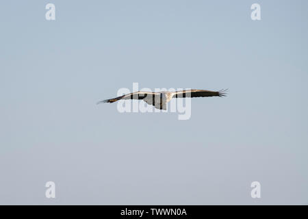 Bonelli's Eagle (Aquila fasciata) männlichen Erwachsenen im Flug. Der Extremadura. Spanien. Stockfoto