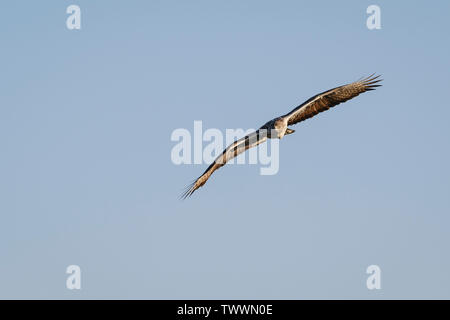 Bonelli's Eagle (Aquila fasciata) männlichen Erwachsenen im Flug. Der Extremadura. Spanien. Stockfoto