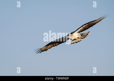 Bonelli's Eagle (Aquila fasciata) männlichen Erwachsenen im Flug. Der Extremadura. Spanien. Stockfoto