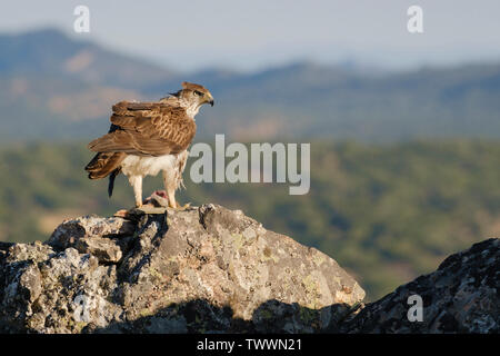 Bonelli's Eagle (Aquila fasciata) erwachsenen männlichen Fütterung auf Fels. Der Extremadura. Spanien. Stockfoto