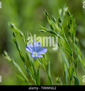 Isolierte blaue Blume der Gemeinsamen Flachs/Linum usitatissimum als Vieh Futter-ernte in einem landwirtschaftlichen Gebiet angebaut werden. Quelle von Leinöl, Leinen Flachs. Stockfoto