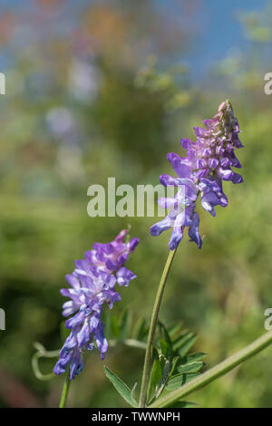 Sonnenbeschienene blühende Vogelwicke/Vicia cracca in Cornwall Hecke. Teile der Pflanze einmal als Medizin in pflanzliche Heilmittel verwendet. Kräuterhilfsmittel Pflanzen. Stockfoto