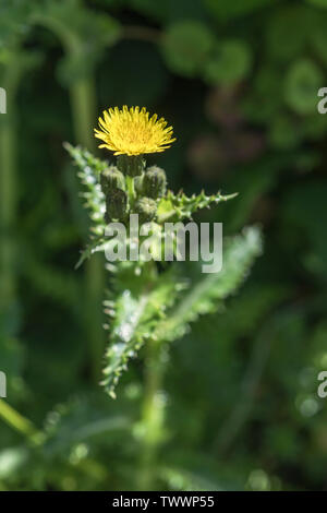 Gelbe Blumen, Blüten sowie deren Knospen, stachelige Leistungsbeschreibung - Thistle/Sonchus asper wächst in schattigen Hecke. Stockfoto