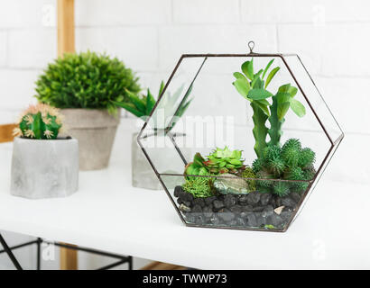 Florarium Vase mit Pflanzen und Kakteen in Töpfen an der weißen Mauer Hintergrund. Stockfoto