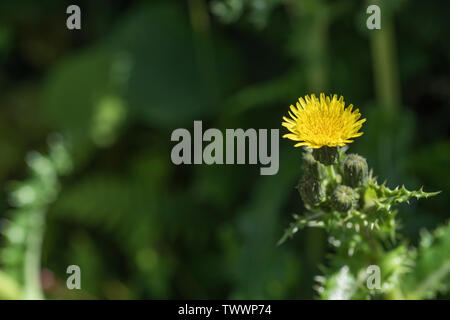 Gelbe Blumen, Blüten sowie deren Knospen, stachelige Leistungsbeschreibung - Thistle/Sonchus asper wächst in schattigen Hecke. Stockfoto