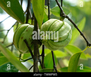 Garcinia Gummi - gutta ist eine tropische Arten von Garcinia native zu Indonesien. Gemeinsamen Namen gehören Garcinia Cambogia, sowie brindleberry, Malabar t Stockfoto