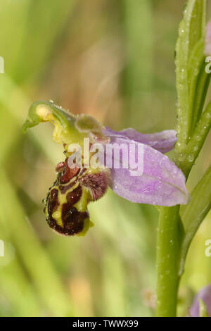 Bienen-ragwurz Ophrys Apifera - Nahaufnahme der einzelnen Blume mit Regentropfen Stockfoto