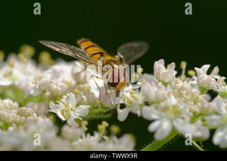 Marmalade Hoverfly - Episyrphus balteatus auf Umbellifer Blume Stockfoto