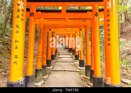 KYOTO, JAPAN - Mai 06, 2019: Orange Torii tor Tunnel am Fushimi Inari-Taisha Shrine mit Morgensonne im Frühjahr Stockfoto