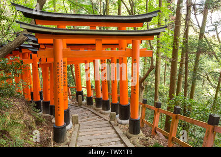 KYOTO, JAPAN - Mai 06, 2019: Orange Torii tor Tunnel am Fushimi Inari-Taisha Shrine mit Morgensonne im Frühjahr Stockfoto