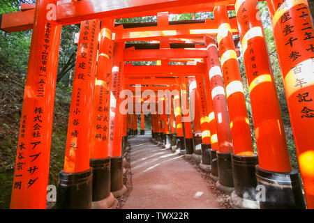 KYOTO, JAPAN - Mai 06, 2019: Orange Torii tor Tunnel am Fushimi Inari-Taisha Shrine mit Morgensonne im Frühjahr Stockfoto