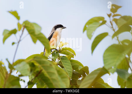 Die Long-tailed shrike oder rufous-backed Shrike - Lanius Helvetica ist ein Mitglied der Familie Laniidae, der Würger. Sie gefunden werden weit verbreitet Stockfoto