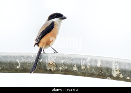 Die Long-tailed shrike oder rufous-backed Shrike - Lanius Helvetica ist ein Mitglied der Familie Laniidae, der Würger. Sie gefunden werden weit verbreitet Stockfoto