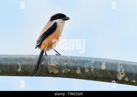 Die Long-tailed shrike oder rufous-backed Shrike - Lanius Helvetica ist ein Mitglied der Familie Laniidae, der Würger. Sie gefunden werden weit verbreitet Stockfoto