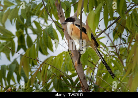 Die Long-tailed shrike oder rufous-backed Shrike - Lanius Helvetica ist ein Mitglied der Familie Laniidae, der Würger. Sie gefunden werden weit verbreitet Stockfoto