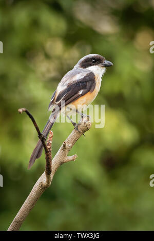 Die Long-tailed shrike oder rufous-backed Shrike - Lanius Helvetica ist ein Mitglied der Familie Laniidae, der Würger. Sie gefunden werden weit verbreitet Stockfoto