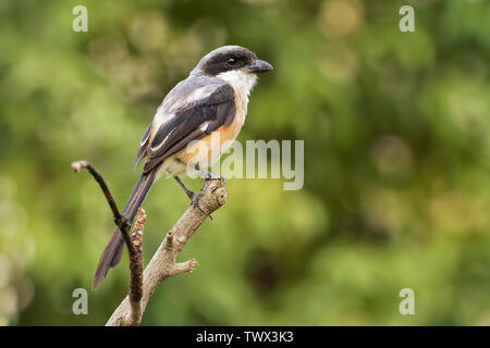 Die Long-tailed shrike oder rufous-backed Shrike - Lanius Helvetica ist ein Mitglied der Familie Laniidae, der Würger. Sie gefunden werden weit verbreitet Stockfoto