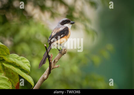 Die Long-tailed shrike oder rufous-backed Shrike - Lanius Helvetica ist ein Mitglied der Familie Laniidae, der Würger. Sie gefunden werden weit verbreitet Stockfoto