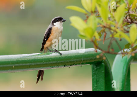 Die Long-tailed shrike oder rufous-backed Shrike - Lanius Helvetica ist ein Mitglied der Familie Laniidae, der Würger. Sie gefunden werden weit verbreitet Stockfoto