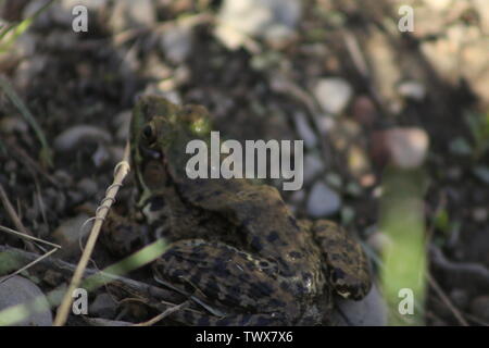 Ein grüner Frosch ruht auf einem Aalen in der Nachmittagssonne. Auch als amerikanische Grasfrosch bekannt. Todmorden Mühlen Park, Toronto, Ontario, Kanada. Stockfoto