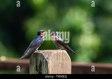 Paar Rauchschwalben Hirundo rustica gegenüberstehen Stockfoto