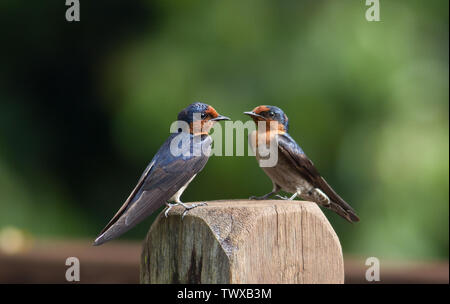 Paar Rauchschwalben Hirundo rustica gegenüberstehen Stockfoto