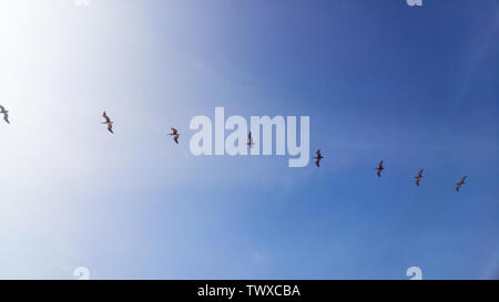 Eine Linie von Möwen durch den blauen Himmel der Strände von Mancora liegt nordwestlich von Peru fliegen Stockfoto