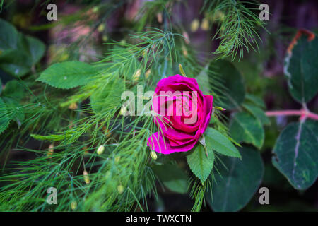 Niederlassungen der Blüte Hagebutten auf einem Hintergrund von Verschwommenes grün. Schönen natürlichen Hintergrund mit Blumen von einem dogrose. Stockfoto