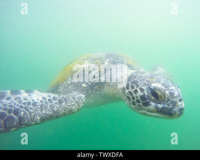 Grüne Schildkröte kommt, sie Unterwasser, während an den Stränden von mancora an der nordwestlichen Küste von Peru tauchen Stockfoto