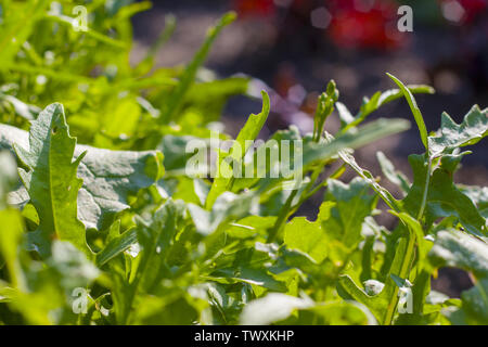 Grün Rucola wächst im Garten. Pflanzliche Ernährung Anlage. Vegan Food Ingredient Stockfoto