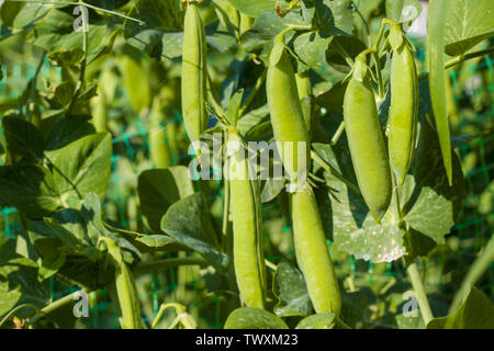 Grüne Erbse wächst auf dem Feld. Pflanzliche Ernährung Anlage. Vegan Food Ingredient Stockfoto