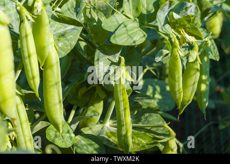 Erbsen wachsen auf Grid-Feld. Pflanzliche Ernährung Anlage. Vegan Food Ingredient Stockfoto