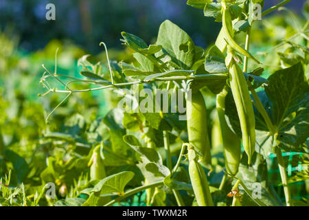 Grüne Erbsen wachsen und schießt Ranke. Pflanzliche Ernährung Anlage. Vegan Food Ingredient Stockfoto