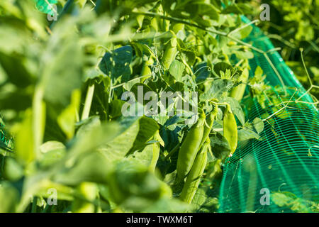 Pea Anbau im Garten. Pflanzliche Ernährung Anlage. Vegan Food Ingredient Stockfoto