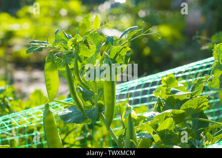 Erbsen Bündel mit Ranken wächst. Pflanzliche Ernährung Anlage. Vegan Food Ingredient Stockfoto