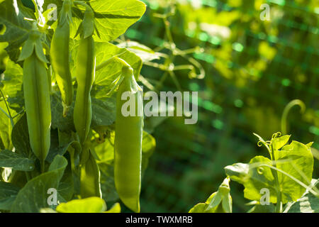 Erbsen wächst an sonnigen grid Feld. Pflanzliche Ernährung Anlage. Vegan Food Ingredient Stockfoto