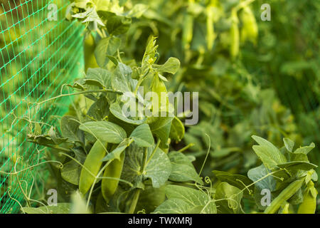 Erbsen mit Ranken wächst auf Raster. Pflanzliche Ernährung Anlage. Vegan Food Ingredient Stockfoto