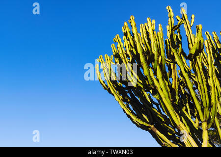 Hoch Kaktus mit einem blauen Himmel im Hintergrund. Stockfoto